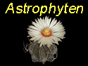 Astrophyten_thumb