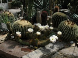  Jahresausflug 2007 Botanischer Garten Muenchen Kakteenhaus