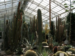  Jahresausflug 2007 Botanischer Garten Muenchen Kakteenhaus