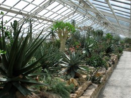  Jahresausflug 2007 Botanischer Garten Muenchen Sukkulentenhaus