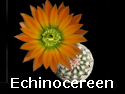Echinocereen_thumb