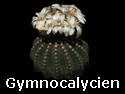 Gymnocalycien_thumb