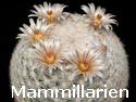 Mammillarien_thumb