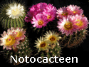 Notocacteen_thumb