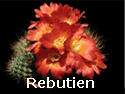 Rebutien_thumb